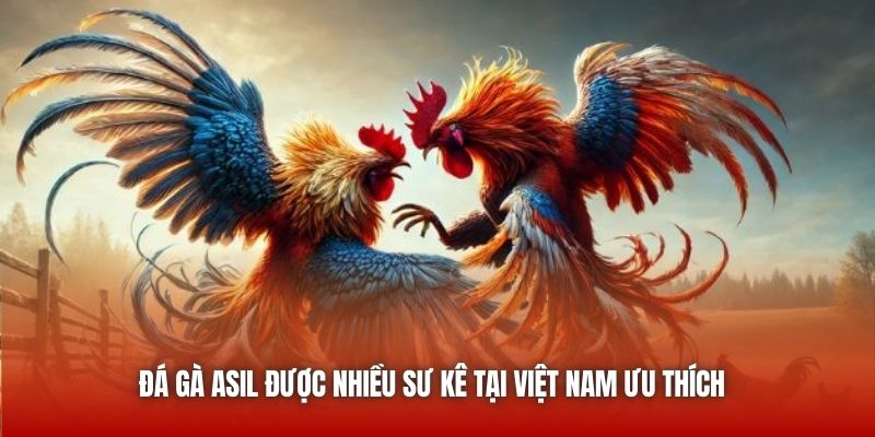 Đá gà Asil được nhiều sư kê tại Việt Nam ưu thích 