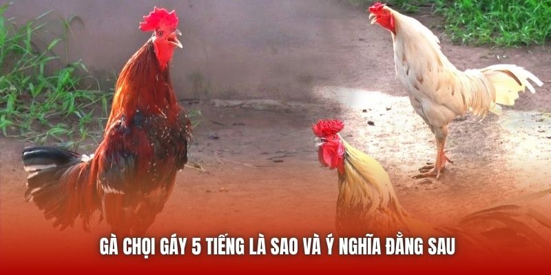 Gà chọi gáy 5 tiếng là sao và ý nghĩa đằng sau