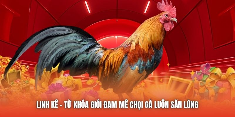 Linh kê - từ khóa giới đam mê chọi gà luôn săn lùng 